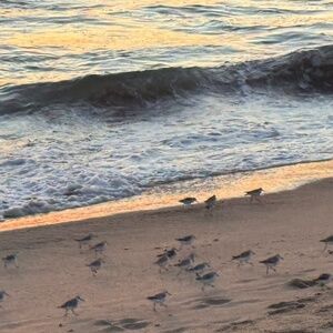 Meet your Posher, J’nai